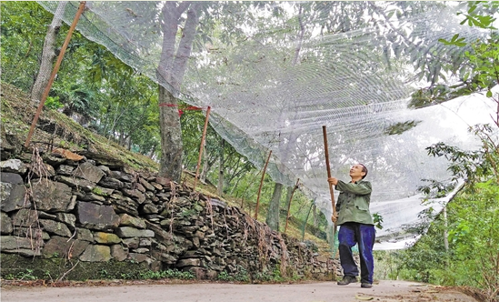 這顆“搖錢樹”怎么了？